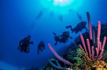 2 Tank Roatan Fun Dive, Boat Sightseeing Tour, including ground transportation