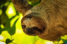 Roatan Sloth Safari & ATV Buggy Jungle Tour With Beach Adventure