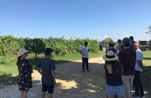 Private wine tour on the magical hills of Lucca (2 wineries)