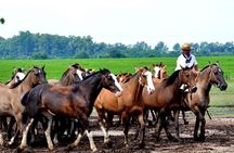 Gaucho Day Trip from Buenos Aires: Santa Susana Ranch