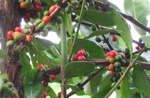 Spice and Fruit Tour