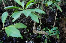 Tour to Jozani Forest