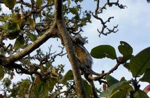 Tour to Jozani Forest