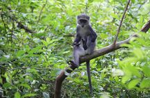 Tour to Jozani Forest