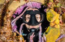 Try Scuba Diving - No previous experience! 