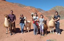 Purmamarca Walk with Llamas