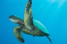 Maui Certified Shore Diving from Lahaina