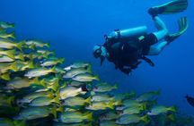 Maui Certified Shore Diving from Lahaina