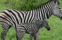 Day tour to Hell's gate and optional boat ride at lake naivasha 