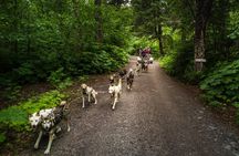 Wilderness Dog Sled Ride and Tour in Seward