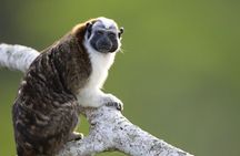 Monkeys Discovery