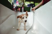 Rescue P.A.W.S. Day Visit 