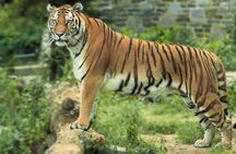8 Days Golden Triangle Tour With Ranthambore Tiger Safari
