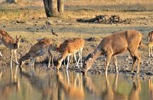 8 Days Golden Triangle Tour With Ranthambore Tiger Safari