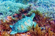 Snorkeling Package at Padang Bai Blue Lagoon