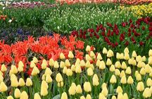Amsterdam Private Tour to Keukenhof, Tulip Fields and Windmills