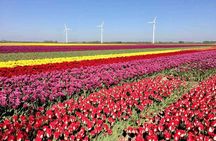 Amsterdam Private Tour to Keukenhof, Tulip Fields and Windmills