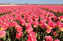 Amsterdam Private Tour to Keukenhof, Tulip Fields and Windmills