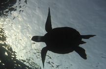 Underwater Scooter Dive (Certified Divers Only) Makena Wailea 