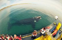 Underwater Whale Watching in Puerto Piramides