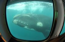 Underwater Whale Watching in Puerto Piramides