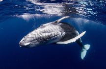 BORA-BORA Private Whale Watching
