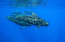 Private Whale Watching Tour in Bora Bora