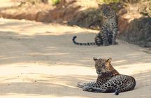 Private Tour: YALA National Park from SHANGRI-LA, Hambanthota