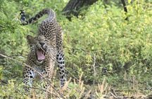 Private Tour: YALA National Park from SHANGRI-LA, Hambanthota