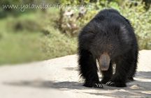 Private Tour: YALA National Park from SHANGRI-LA, Hambanthota