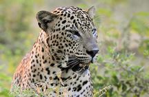Private Tour: YALA National Park from SHANGRI-LA, Hambanthota