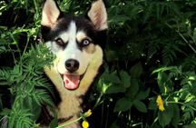 A Husky Walk To Remember In Lapland