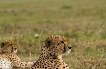  7 Days Amboseli National park and Maasai Mara Safari 