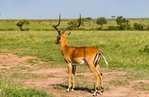  7 Days Amboseli National park and Maasai Mara Safari 