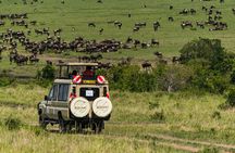  7 Days Amboseli National park and Maasai Mara Safari 