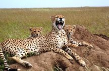 4 Day Tanzania Luxury Safari