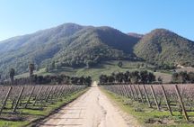 Private Colchagua Valley wine tour all inclusive from Santiago