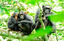 1 Day Kibale National Park