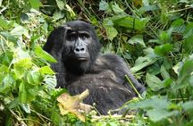 6 Day Gorilla tracking and Wildlife Safari