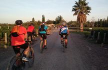MTB - A tour of the wineries and their vineyards