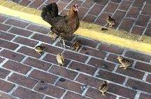 Southernmost Key West History and Culture Small-Group Walking Tour