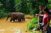 Elephant and Gibbon Encounters - 5days/4nights