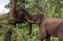 Elephant and Gibbon Encounters - 5days/4nights