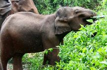 Elephant and Gibbon Encounters - 5days/4nights