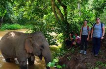 2-Day Kindred Spirit Elephant Sanctuary in Chiang Mai