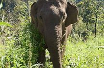 3-Day Kindred Spirit Elephant Sanctuary Chiang Mai