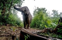 3-Day Kindred Spirit Elephant Sanctuary Chiang Mai