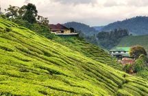 Cameron Highlands Full-Day Tour