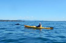 Whale Watching by Sea Kayak in Batemans Bay 