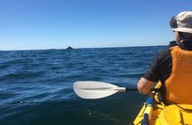 Whale Watching by Sea Kayak in Batemans Bay 
